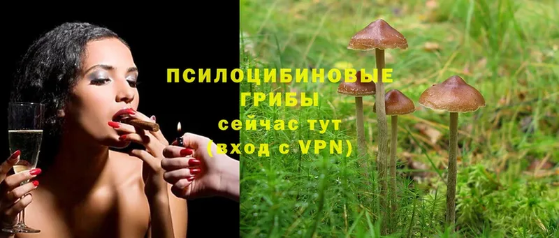 Псилоцибиновые грибы Cubensis  darknet наркотические препараты  Гудермес 